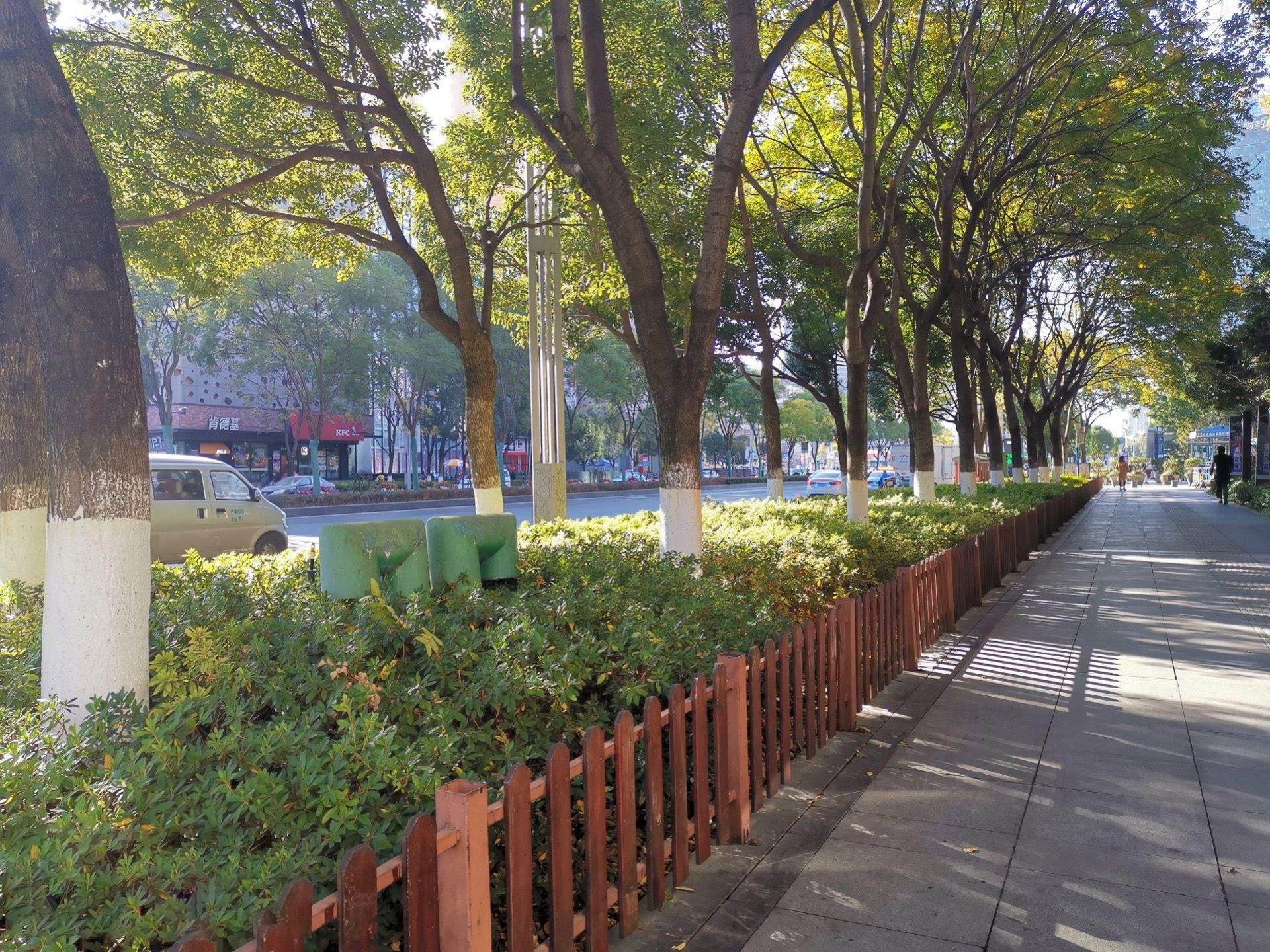 石灰粉刷樹